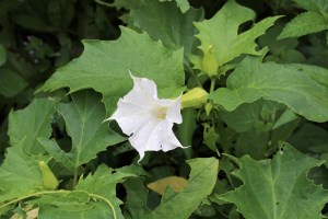 datura stramonium (1200 x 800).jpg